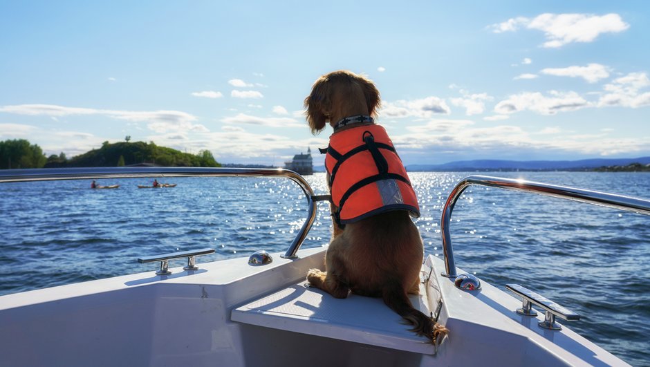 koira istuu veneessä 