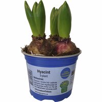 Hyacint 3 plantor 12cm kruka 3-p