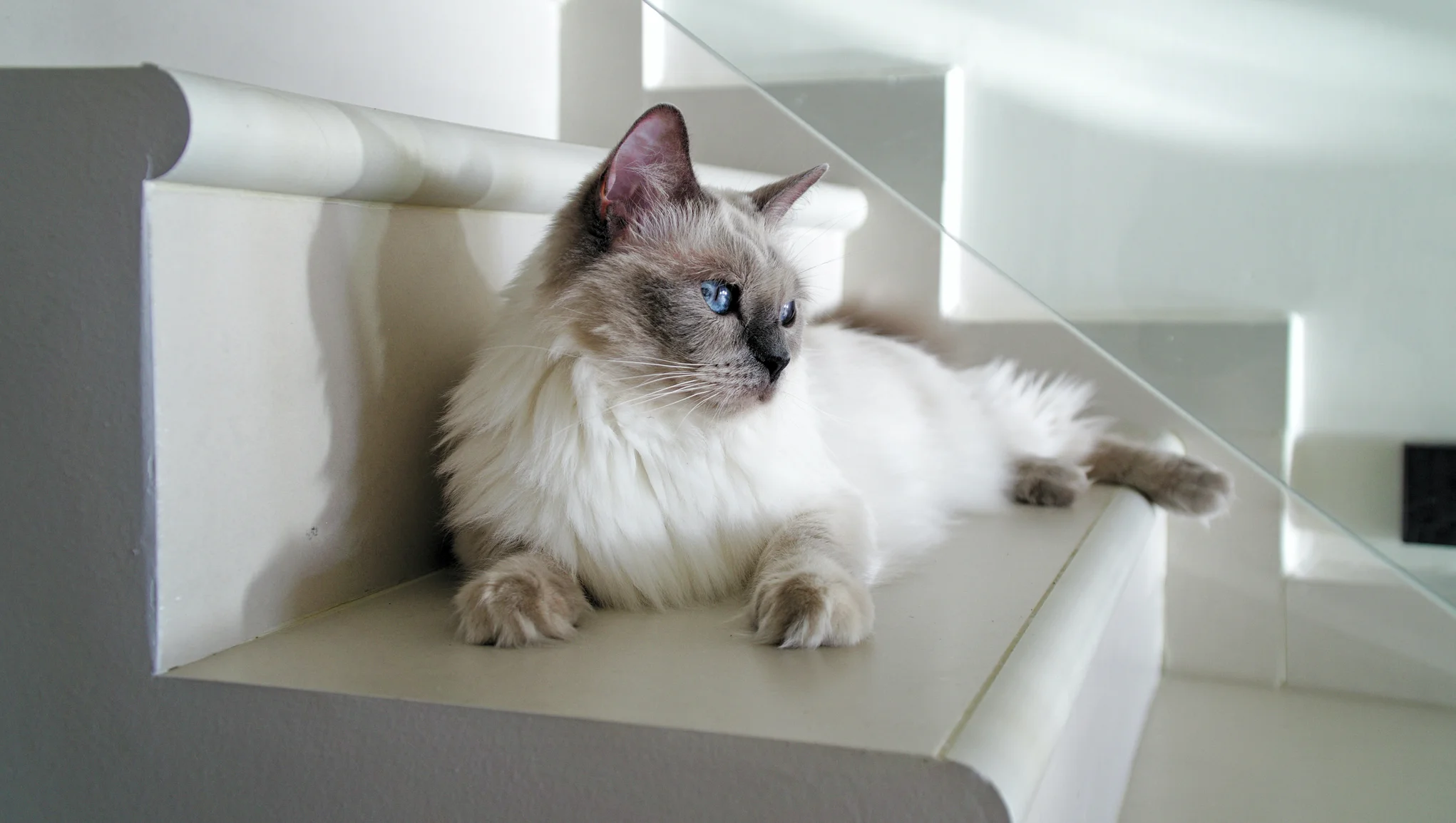 Balta namine katė guli ant laiptų