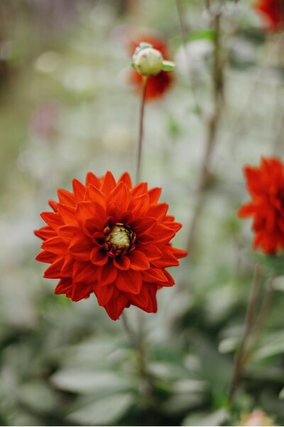 Dahlia Nelson Garden 'Red Silence' mörkröd 1-p