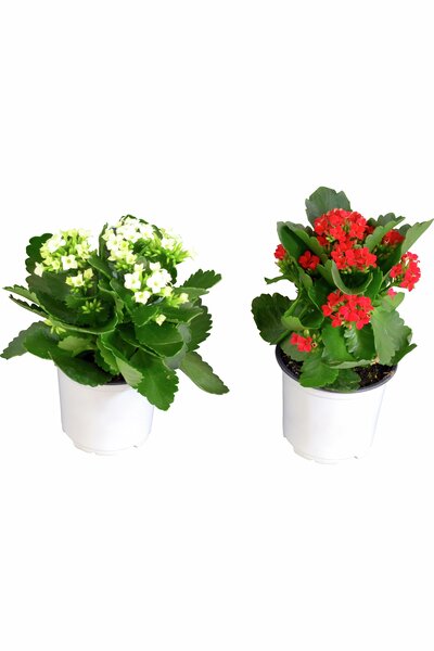 Kalanchoe mix 10cm kruka