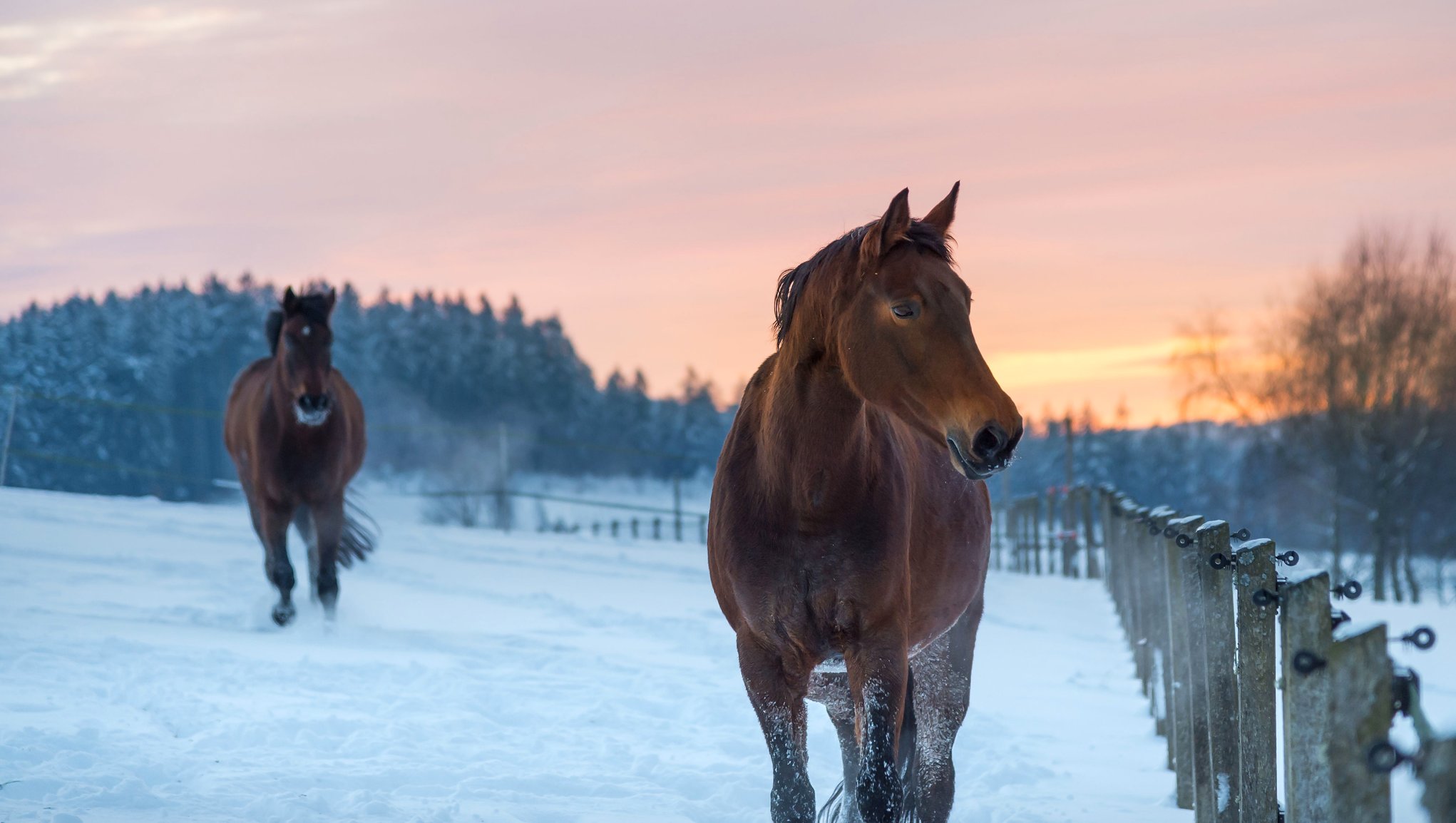 Hästar i vinterhaga