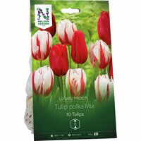 Lökmix Nelson Garden 'Lovely Match Tulip Polka'