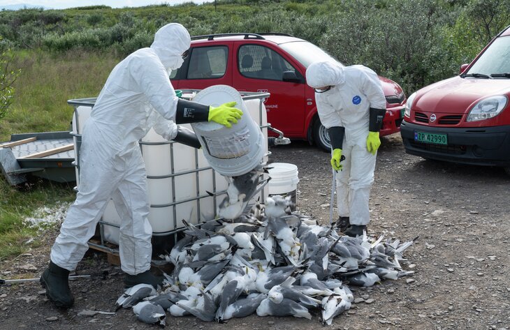 Mannskaper fra Vadsø kommune samler døde fugler
