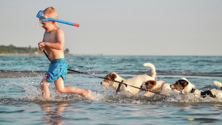 Pojke badar med hundar