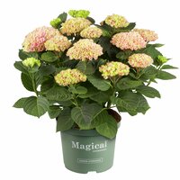 Hortensia Magical 23cm kruka