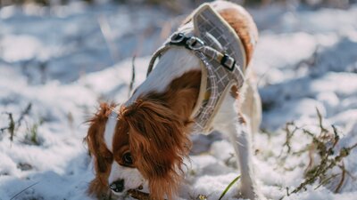 Koira puree oksaa lumisessa metsässä