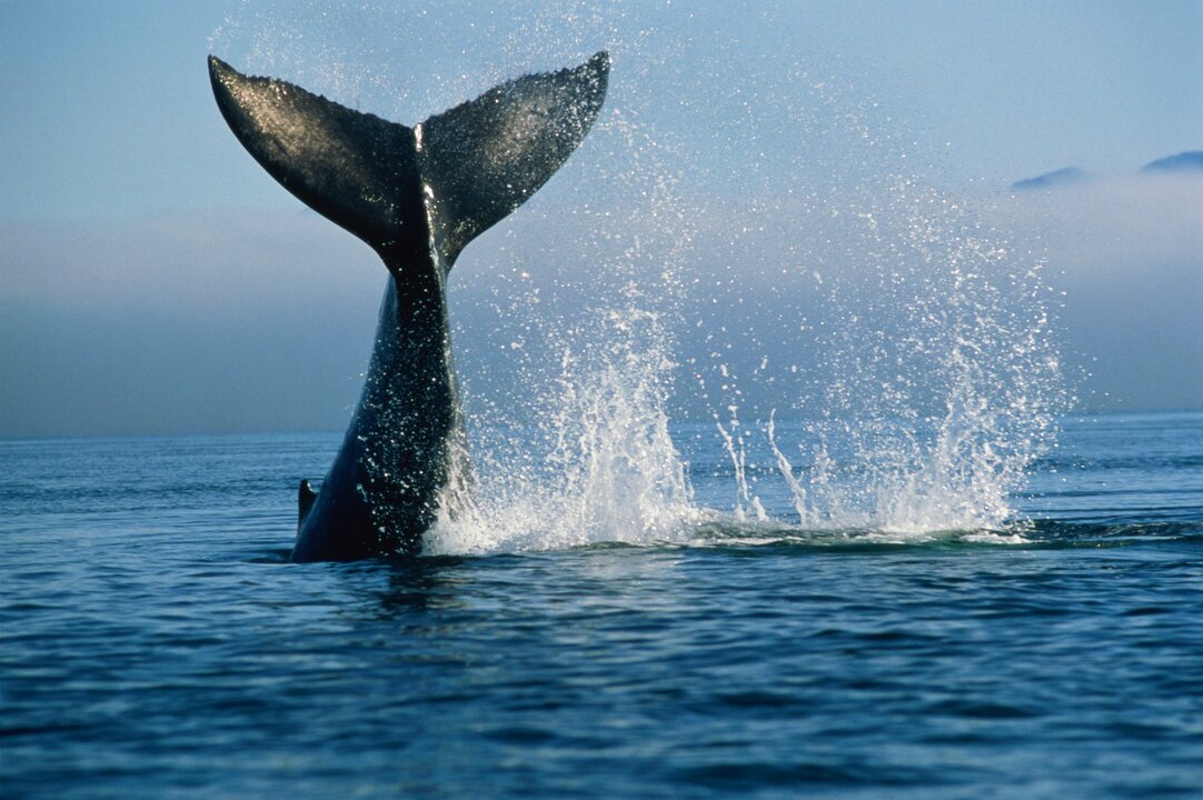 A hump-backed whale's tale rising from the water.