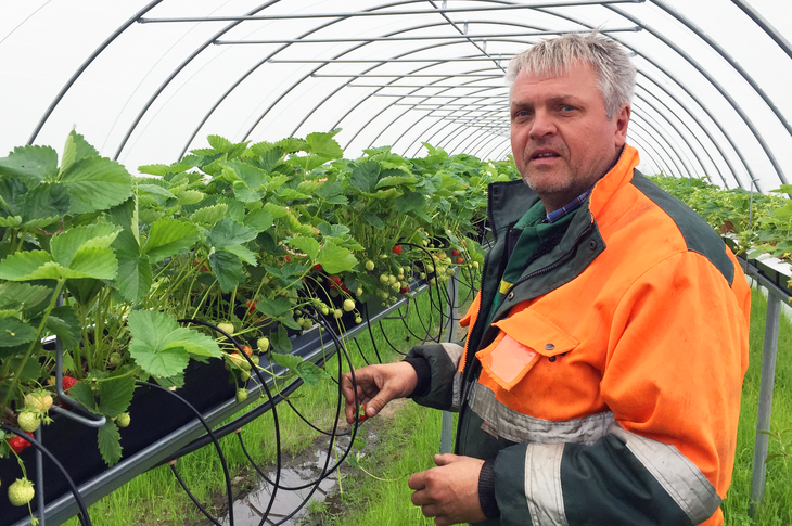 Olav Røysland har investert fire millionar kroner for å kunna dyrka økologiske bær.