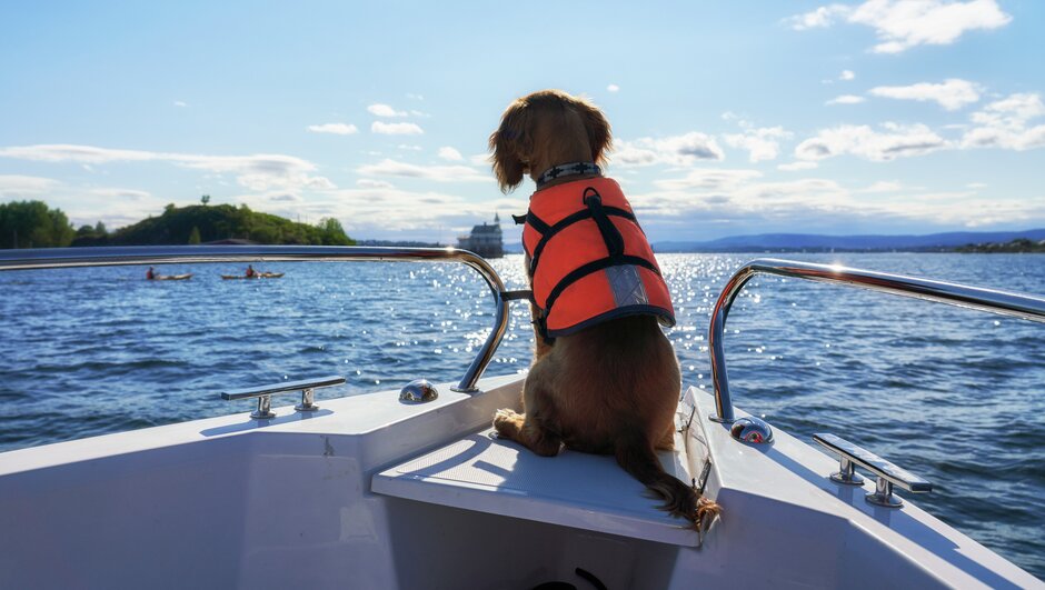  Hund med flytväst ombord på båten.