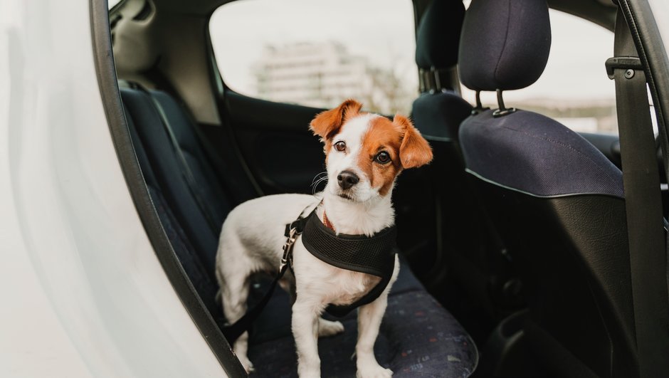 Mažas šuo ant galinės automobilio sėdynės