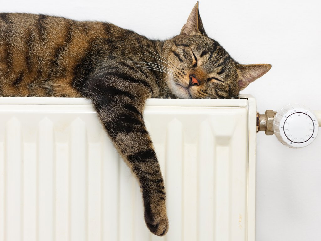 Katt på radiator