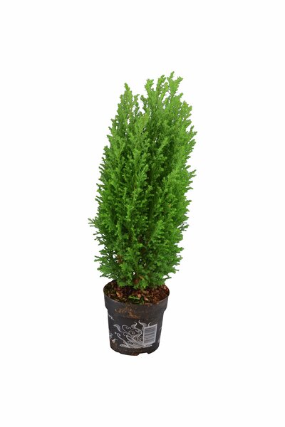 Julen 'Ellwoodii' 50cm 12cm kruka