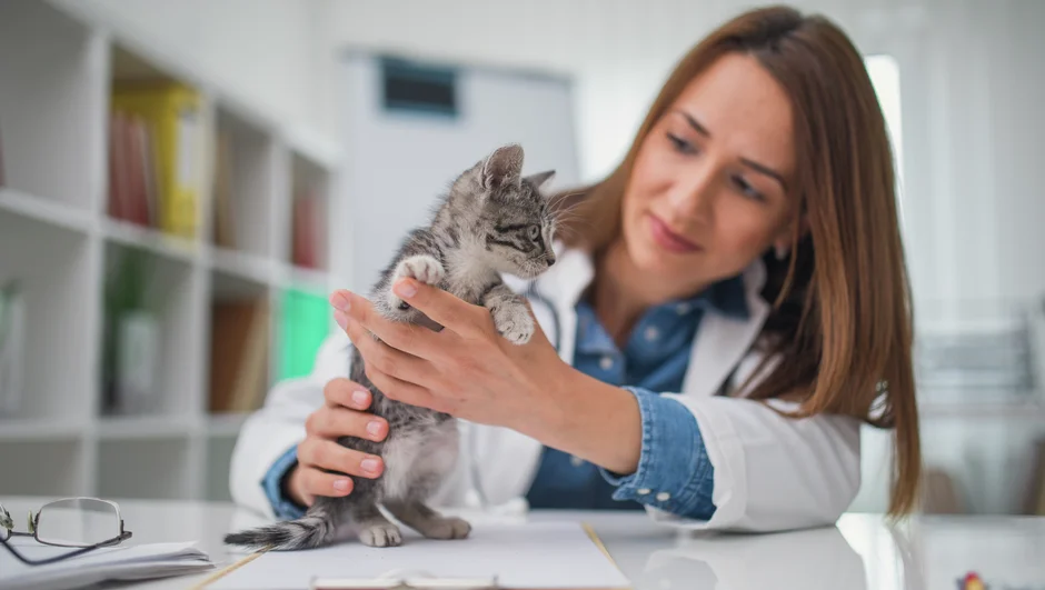Rainas kačiukas apžiūrimas pas veterinarę.