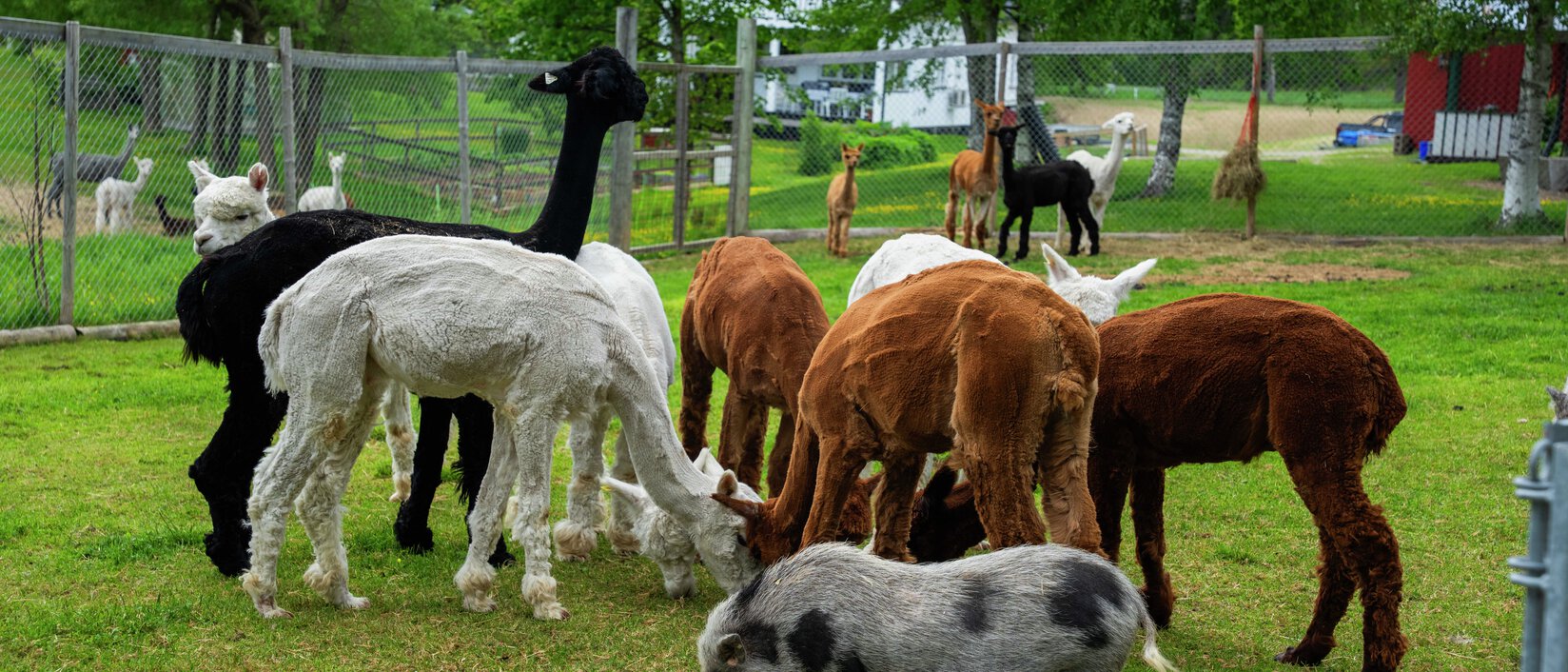Visitor farm