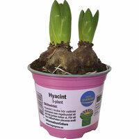 Hyacint 3 plantor 12cm kruka 3-p