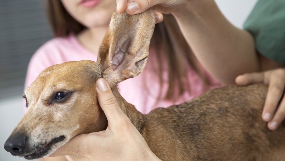 Sjekk ørene ofte, spesielt hvis hunden din har mye pels i ørene eller hengende ører. Foto: Shutterstock/NTB Scanpix