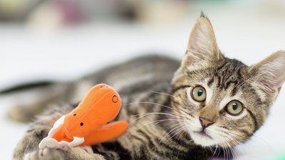 katt med leksak
