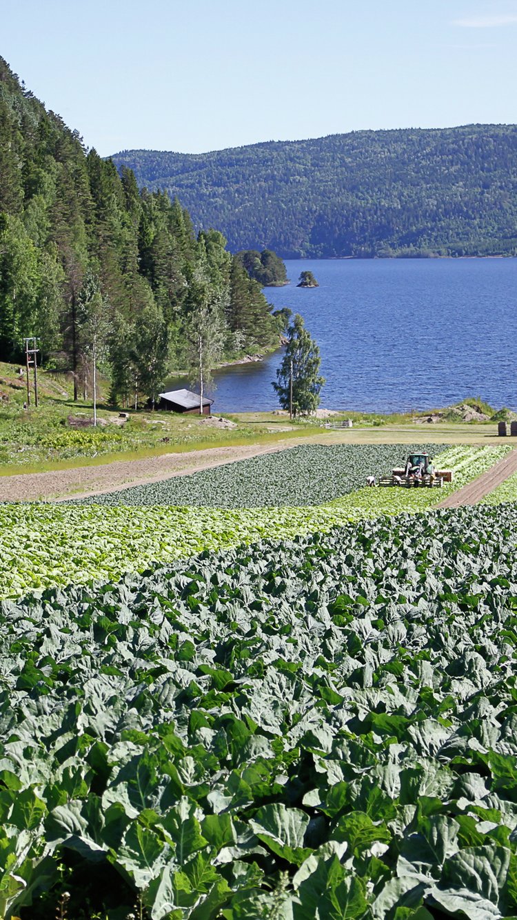 Økologisk salatproduksjon hos Hørte gård. Foto: Stiftelsen Norsk Mat.