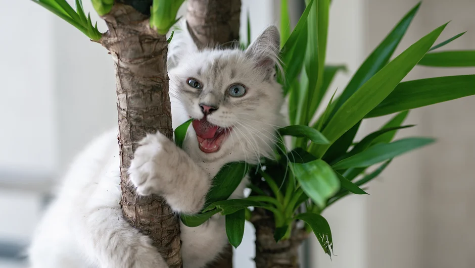 Naminė katė žaidžia su augalo šakelėmis
