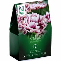 Dubbel tulpan Nelson Garden 'Ocean Drive'