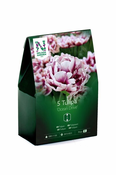 Dubbel tulpan Nelson Garden 'Ocean Drive'
