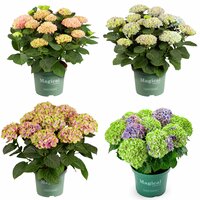Hortensia Magical 23cm kruka