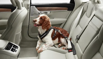 Hund med säkerhetsbälte sitter i baksätet på en Volvo XC90.