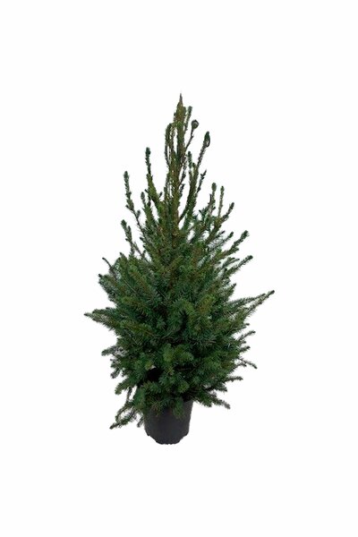 Serbgran 21cm kruka