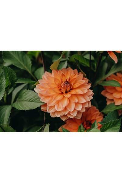 Dahlia Nelson Garden 'Nicholas' aprikos 1-p