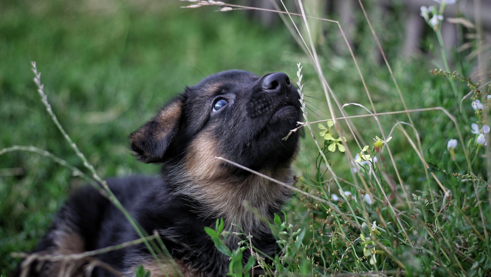 hundvalp i högt gräs