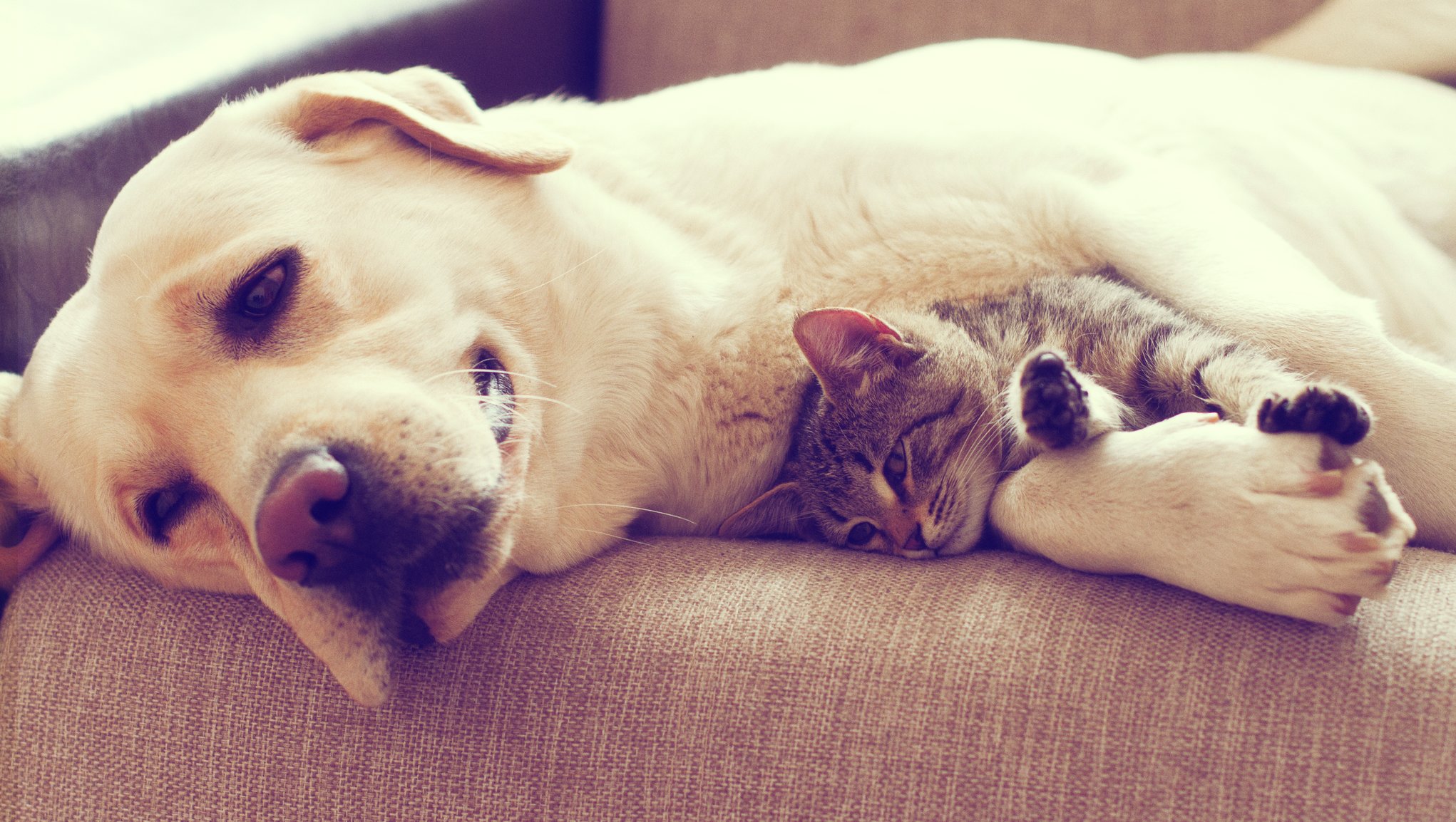 Собаки вместе спят. Лабрадор и кот. Кошки и собаки. Спящие кошки и собаки.
