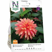 Dahlia Nelson Garden 'Crazy Legs' röd/gul/orange 1-p