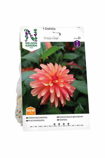 Dahlia Nelson Garden 'Crazy Legs' röd/gul/orange 1-p