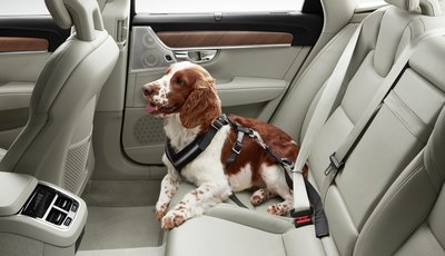 Hund med säkerhetsbälte sitter i baksätet på en Volvo XC90