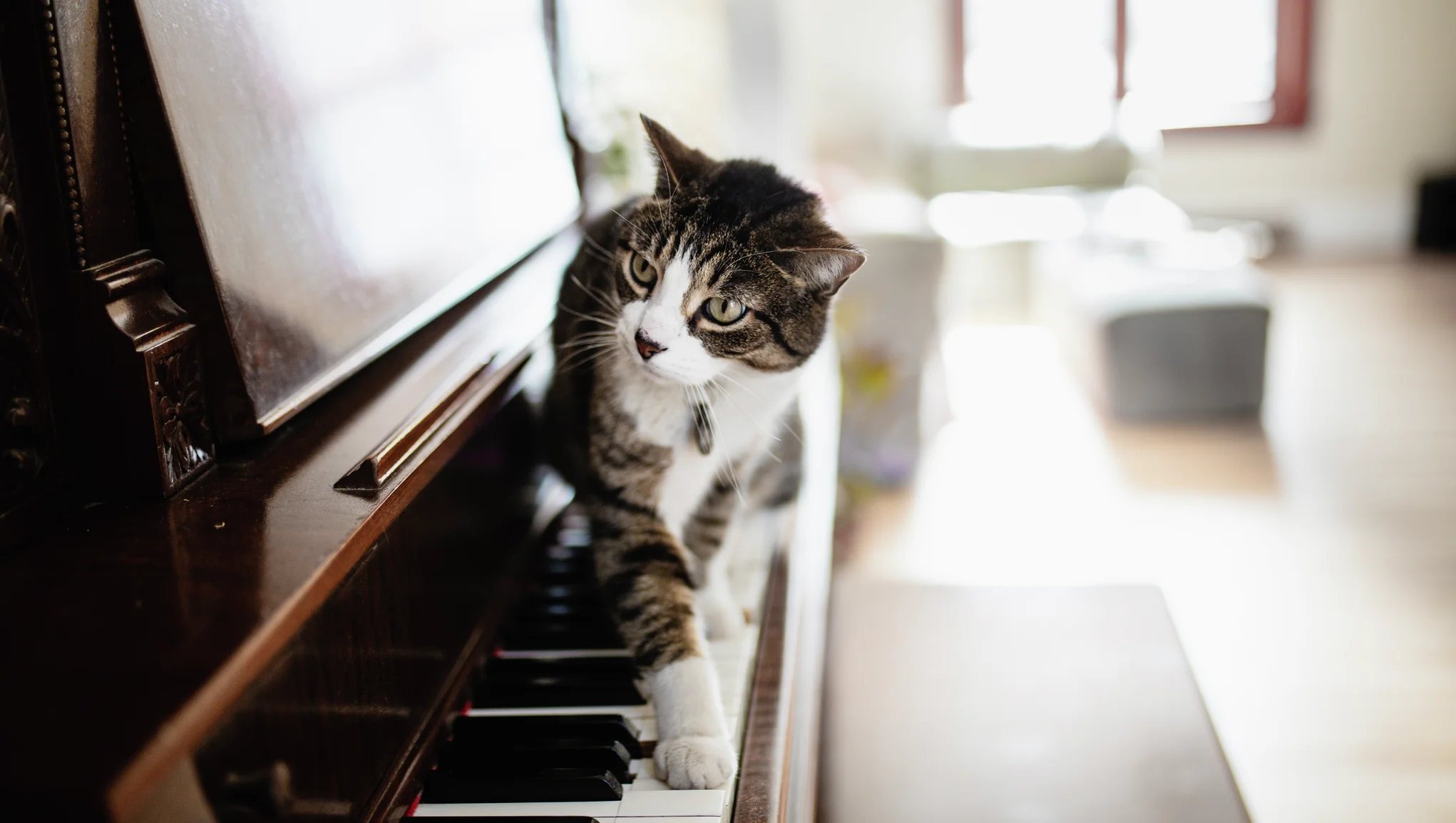 Katt går på pianot