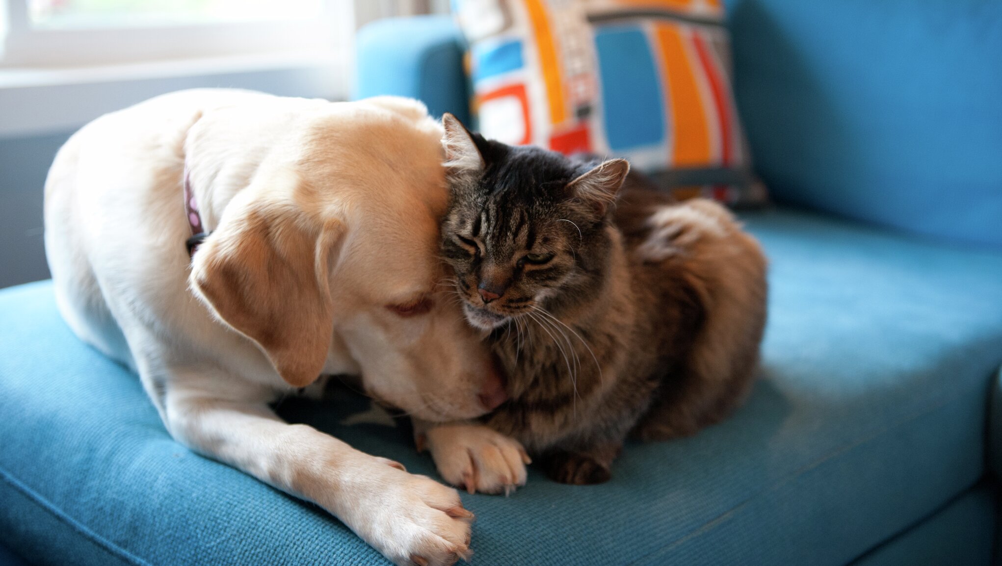 Hund och katt gosar i soffa