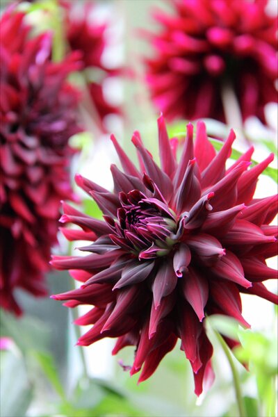Dahlia Nelson Garden 'Rip City' vinröd/svart 1-p
