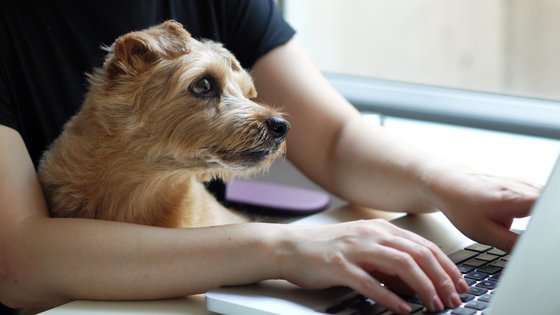 en hund ser på datorn