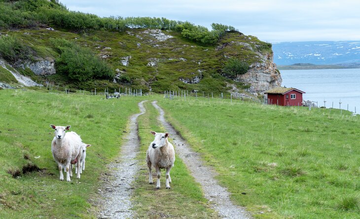 sauer på beite i Goarahat og Sandvikhalvøya utvalgt kulturlandskap