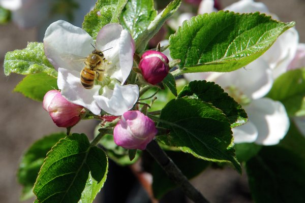 Bie pollinerer økologisk epleblomst på Dyre gård