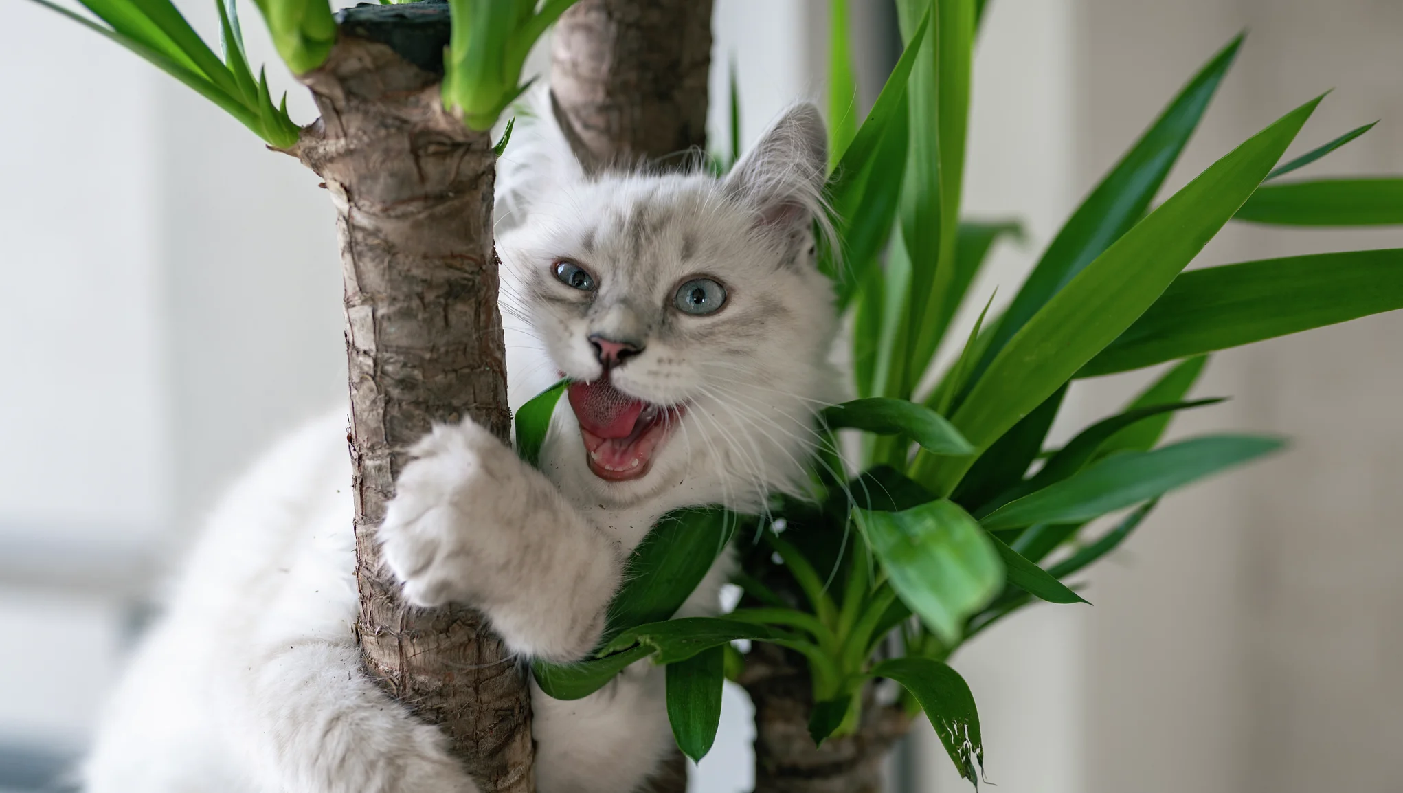 Katt som tygger på en jukkapalme