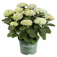 Hortensia Magical 23cm kruka