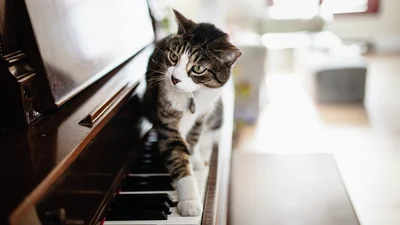 Katt går på pianot