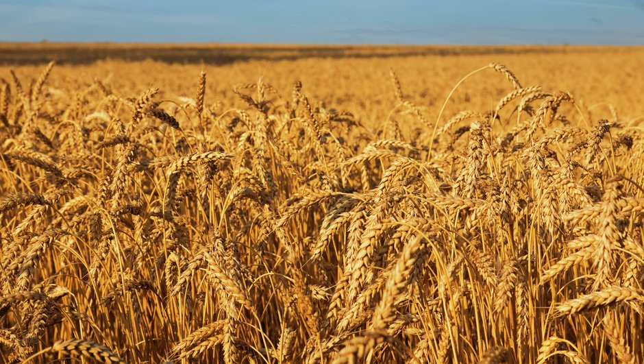 wheat field.