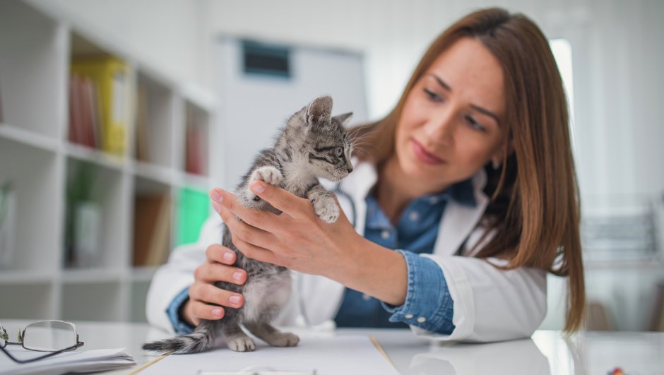 En kattförsäkring hjälper till med kostnader hos veterinären.