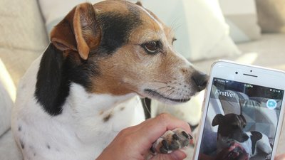 Hundeansvarsforsikring | på 30 sek