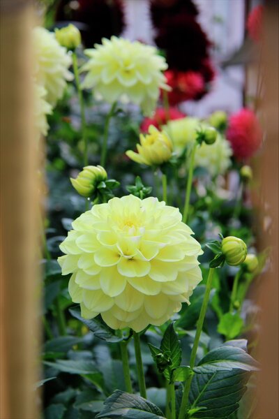 Dahlia Nelson Garden 'Caramel Antique' krämvit 1-p