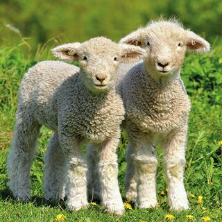 Napkin Lunsj Two Lambs