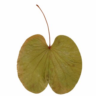 Begonia blad, natur, 20st/förp.